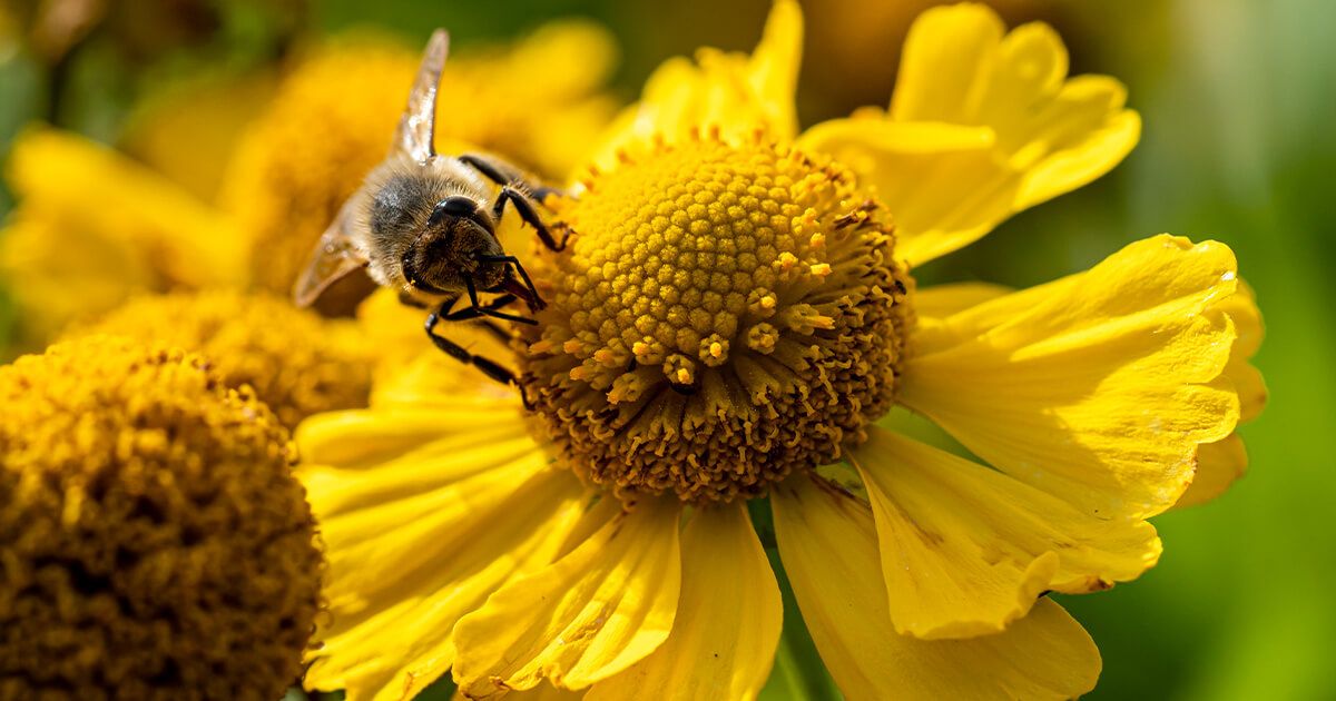 Close-up of a bee sitting on the center of a beautiful yellow flower.